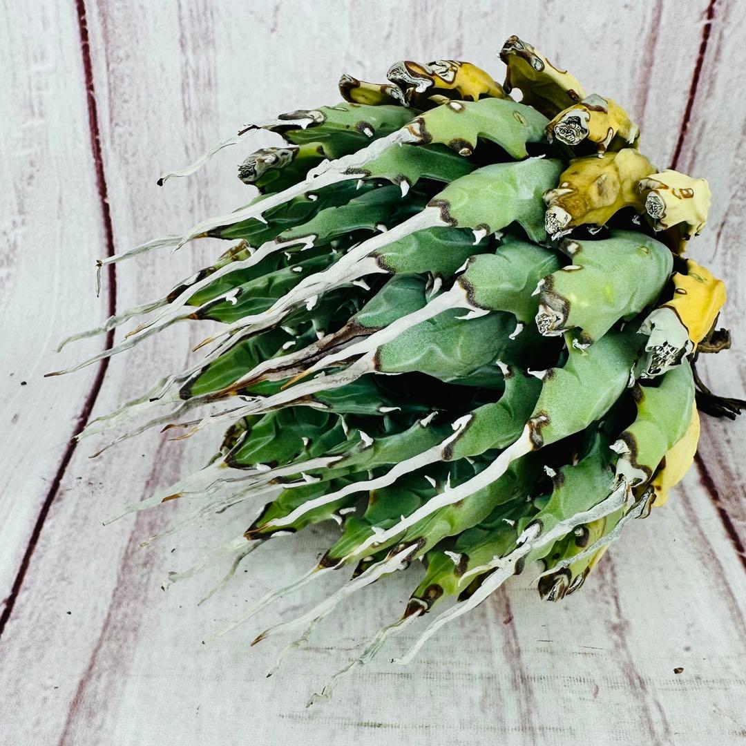 719 アガベ ユタエンシス エボリスピナ 強刺 陽炎