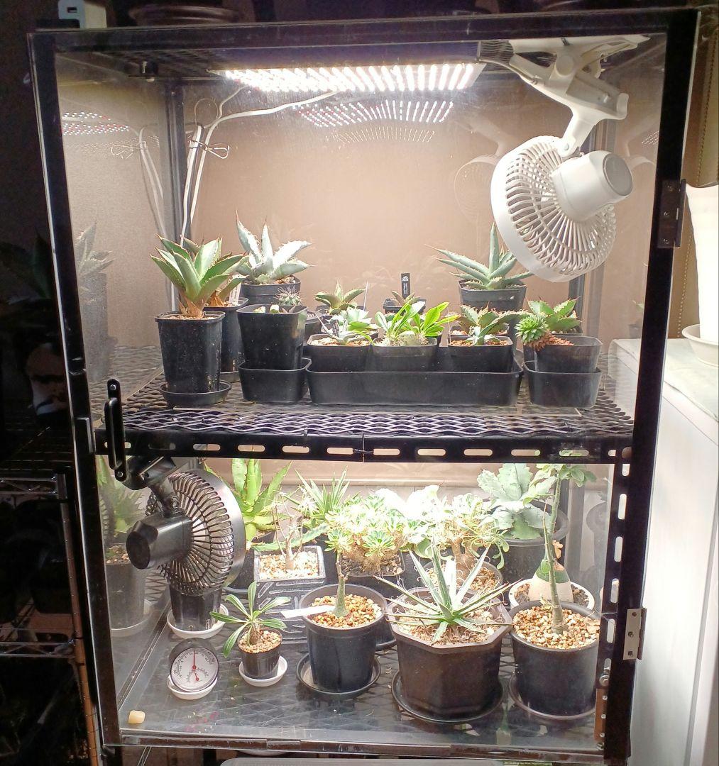 アイアン植物保温、アイアン育成保温BOX棚 　　レア出品