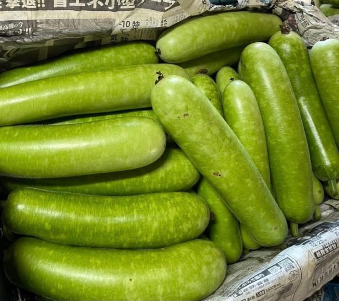 ユウガオ約20キロ