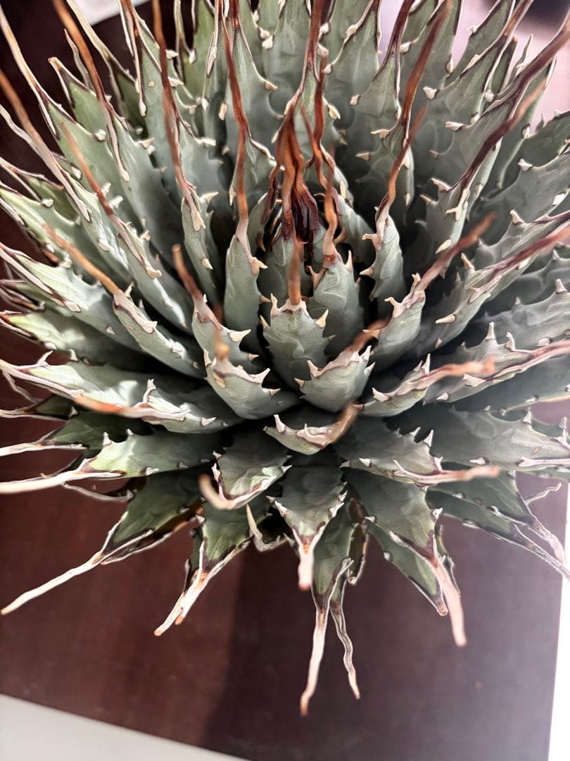 耐寒性アガベ エボリスピナ陽炎◇大株ユタエンシス　ドライガーデン多肉サボテン島