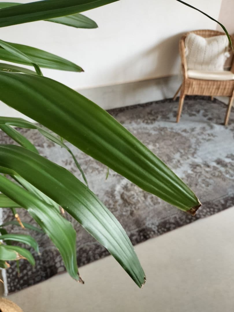 【まめた】大判/ダークグレーオーバーダイ　No.635