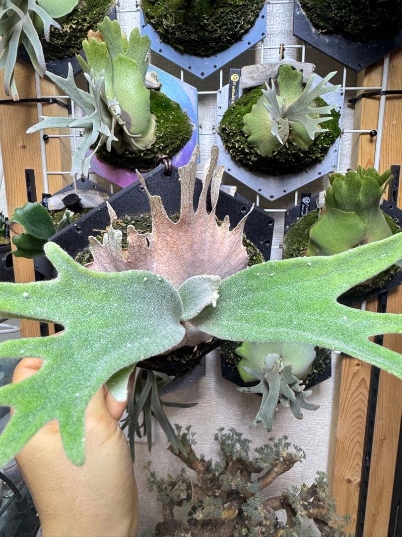 ビカクシダ veitchii Auburn  dwarf sp select