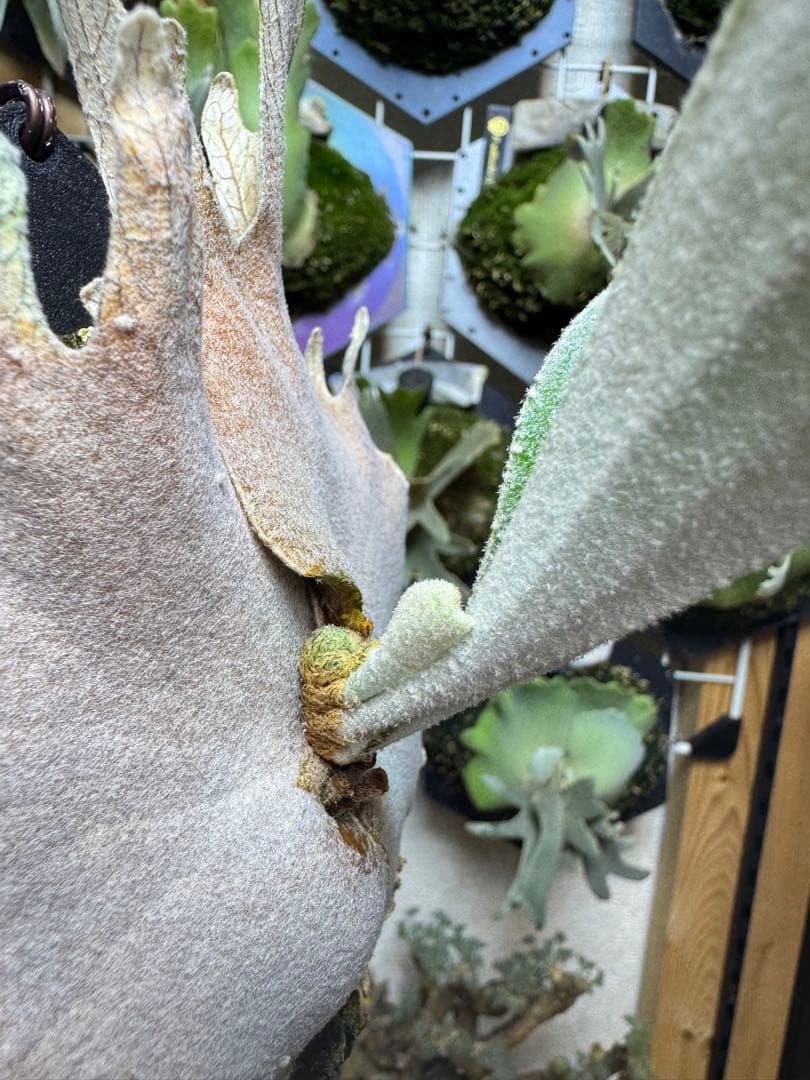 ビカクシダ veitchii Auburn  dwarf sp select