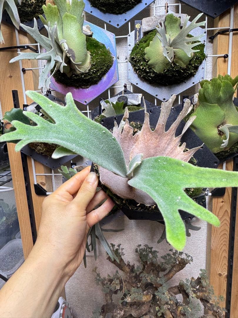 ビカクシダ veitchii Auburn  dwarf sp select