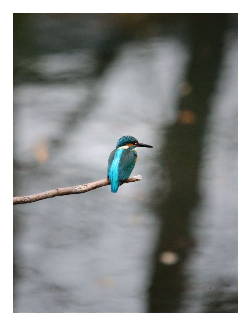 sigma DG 150-500 5-6.3　ニコン Fマウント　超望遠　望遠