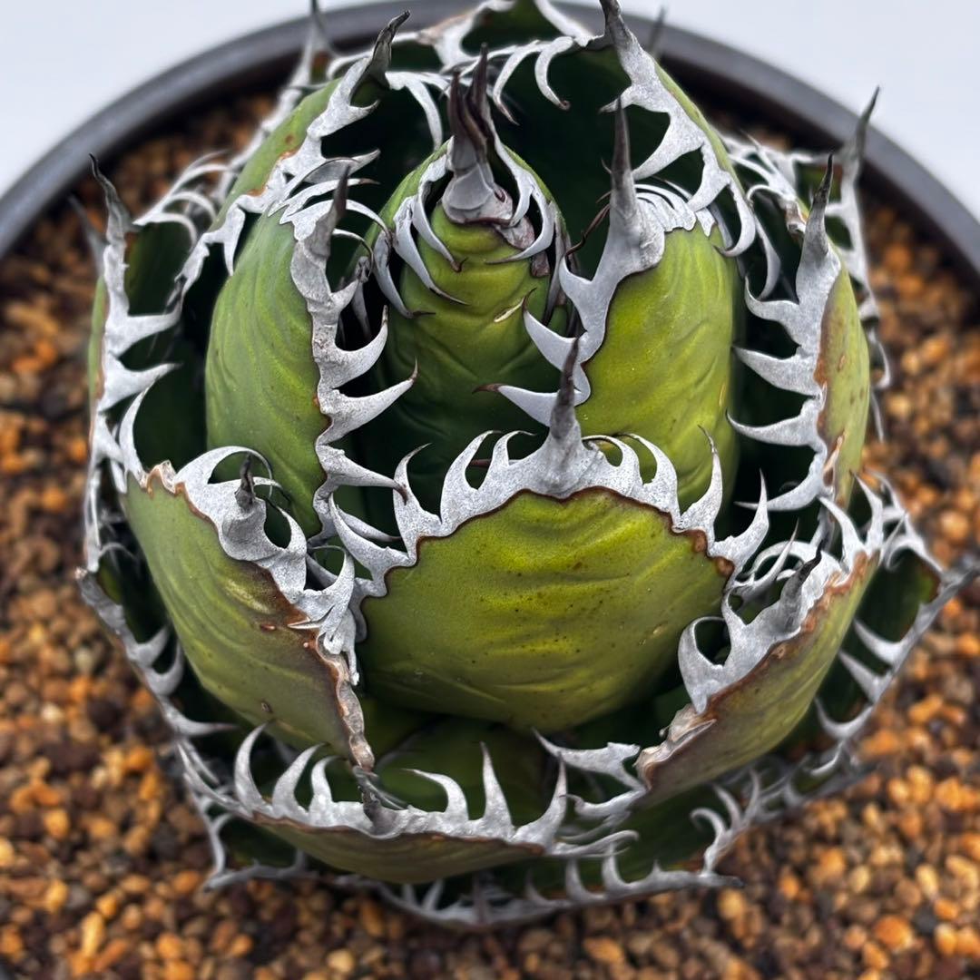 鳥*郎様 【龍門アガベ　ホリダ “horrida” 】極上強棘/狂刺/激レア/水