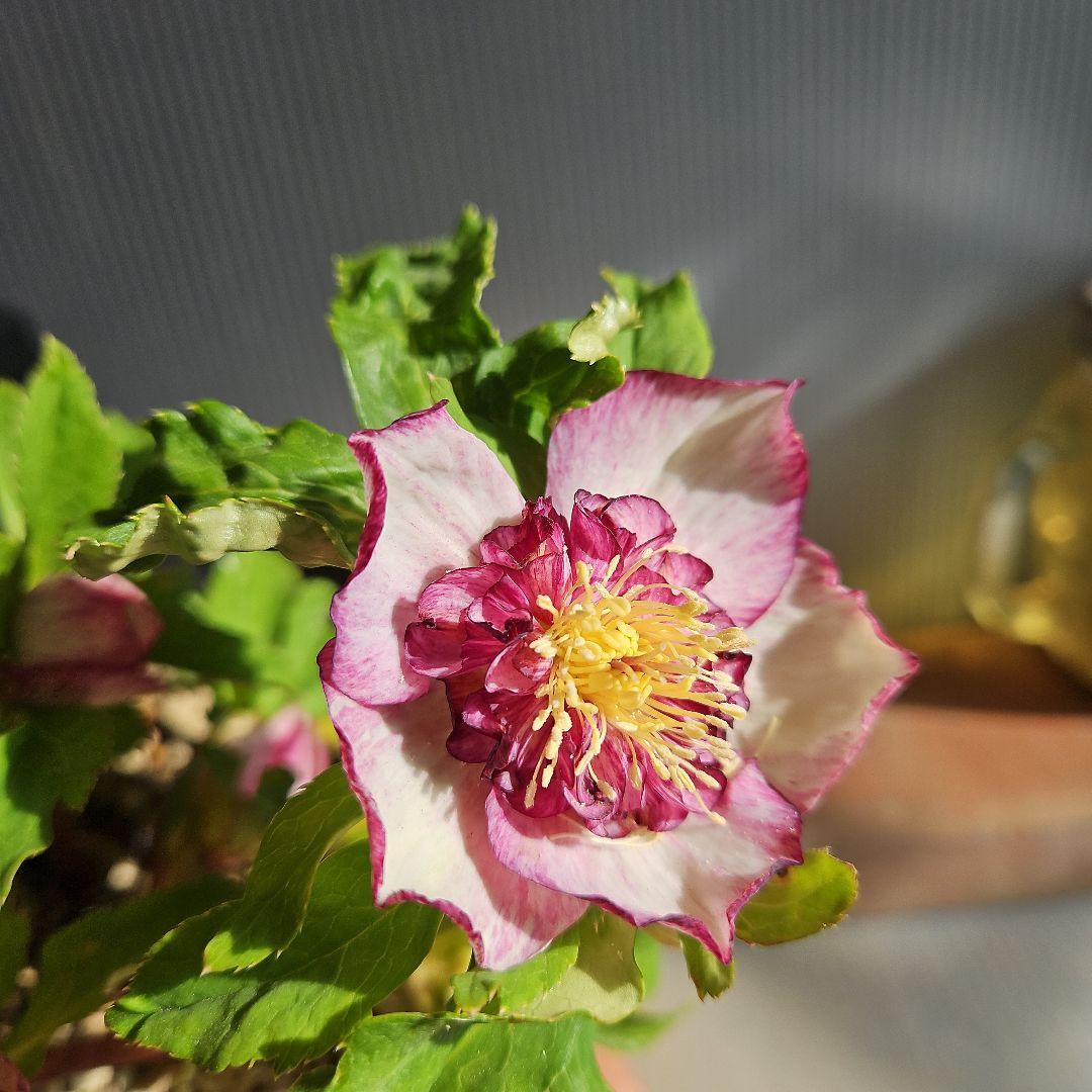 96猫様ご購入苗㉖-221㉖-230㉖-232クリスマスローズ