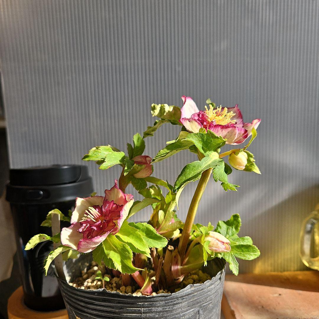 96猫様ご購入苗㉖-221㉖-230㉖-232クリスマスローズ