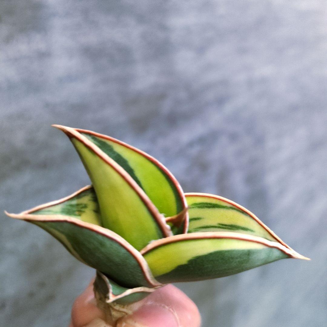 K*ん様 ⑧ サンスベリア　ロリダ　斑入り　多肉植物　ロリダ斑入り　ユーフォルビ