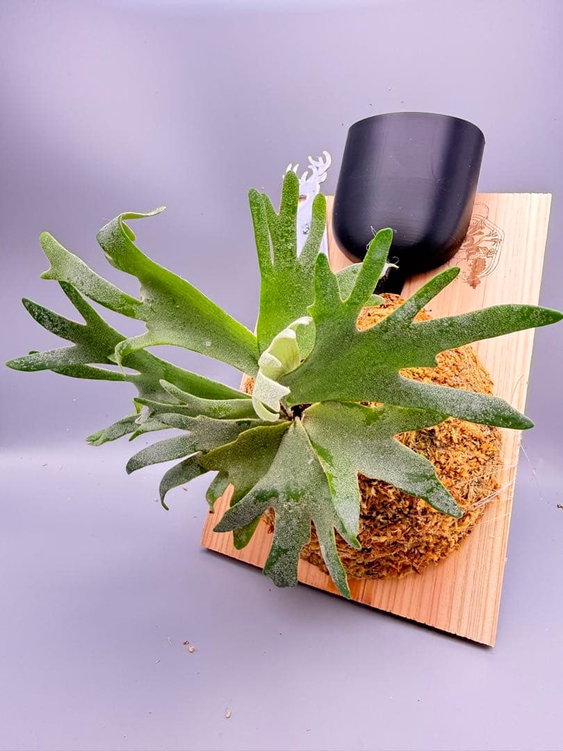 超極大+美品　ビカクシダ P.willinckii 'Jewel' spore