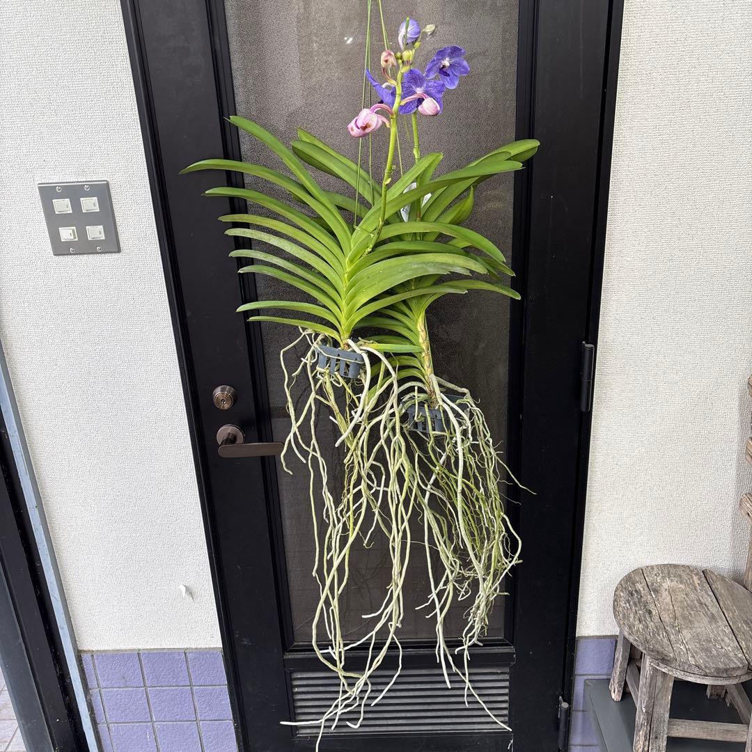 k*u様 洋蘭　洋ラン　バンダ　2種セット　ピンク　ブルー