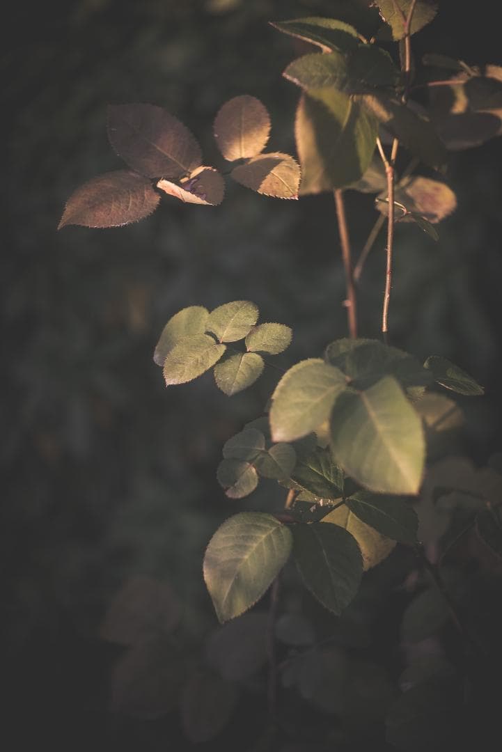 希少！全周ニッケル Elmar 50mm F3.5 オールドレンズ