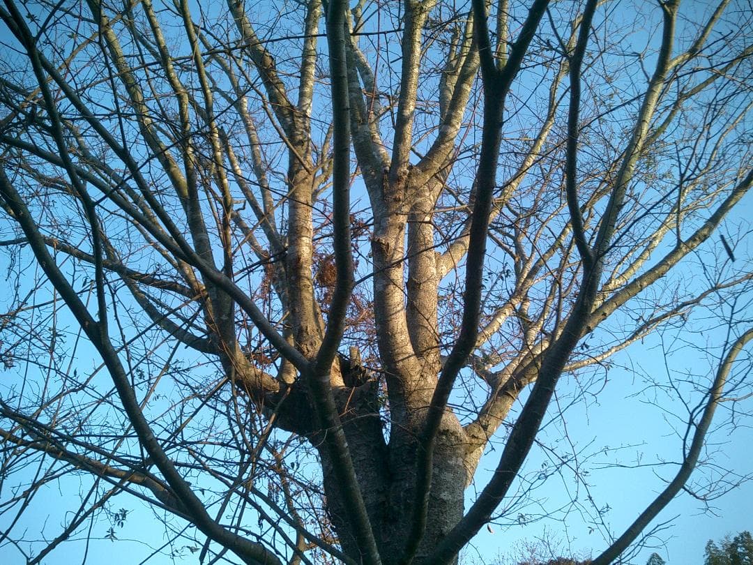 カシオ EXILIM EX-S3 オールドコンデジ デジカメ バッテリー新品付き