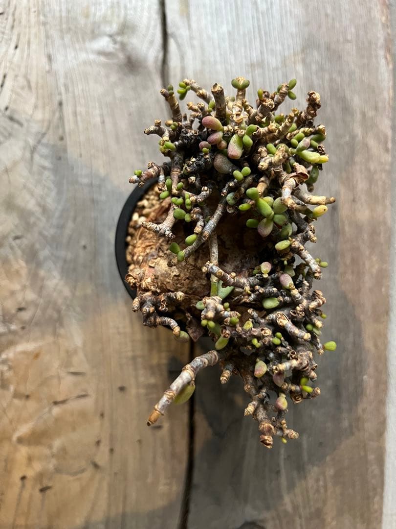 発根済　ケラリアピグマエア　ベアルート株　③