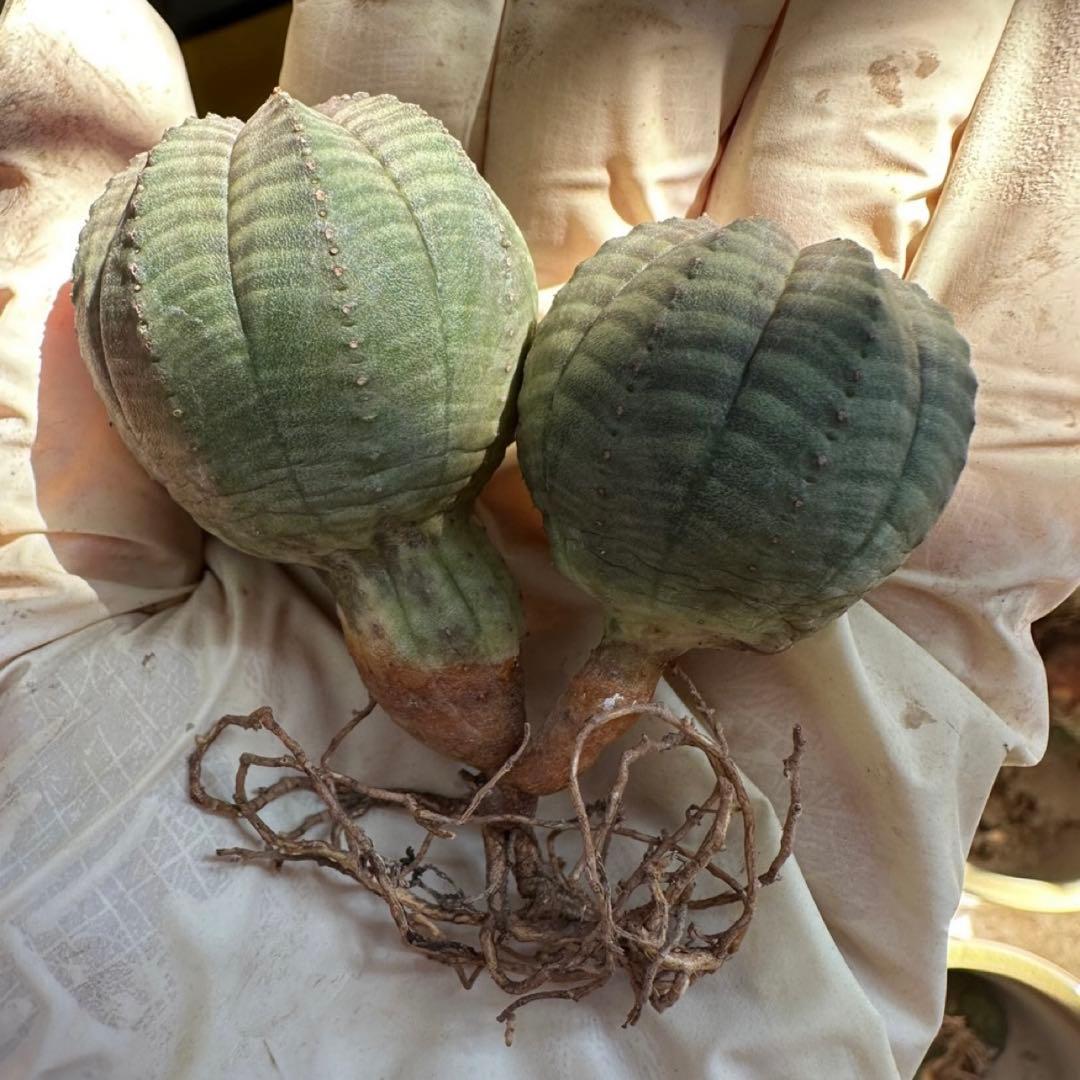 G*N様 ユーフォルビア オベサ 2頭 ダブルヘッド 種子付き