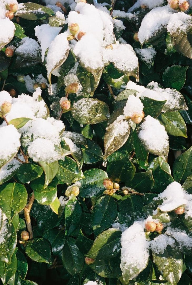 オリンパスolympus μ zoom140 コンパクトフィルムカメラ