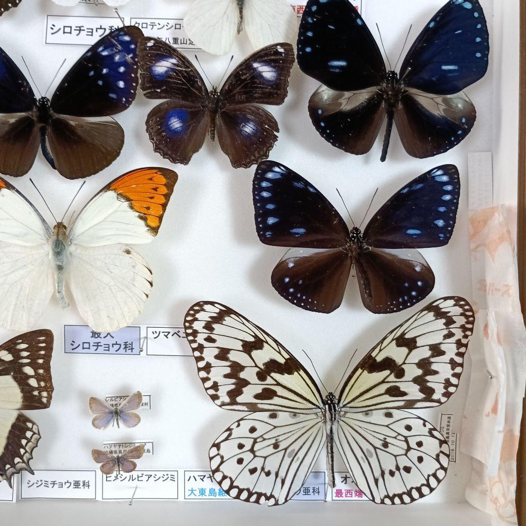 ３/17まで掲載：日本の稀少蝶 地域特産種・局地発生（亜）種