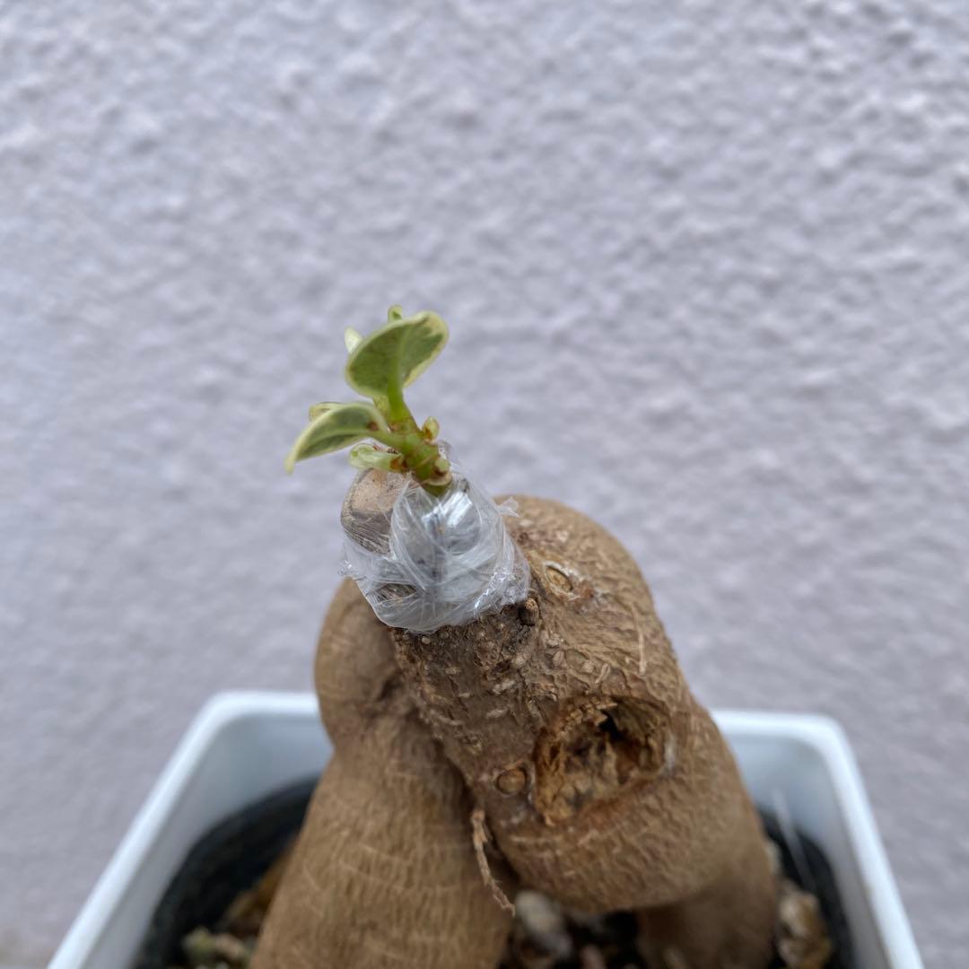 パンダガジュマル 斑入り 超希少 接木・鉢込 発根済み