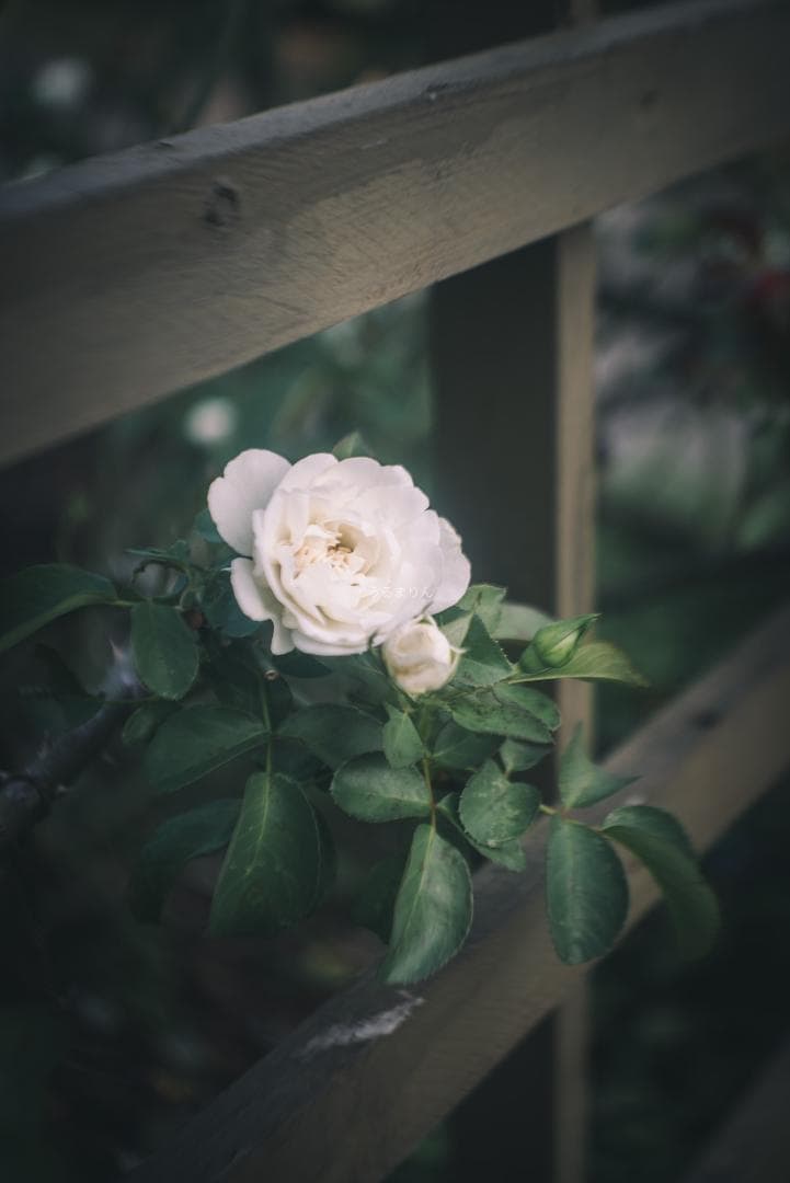 まー様赤エルマーダイヤ入り！Leica Elmar 50mm F3.5