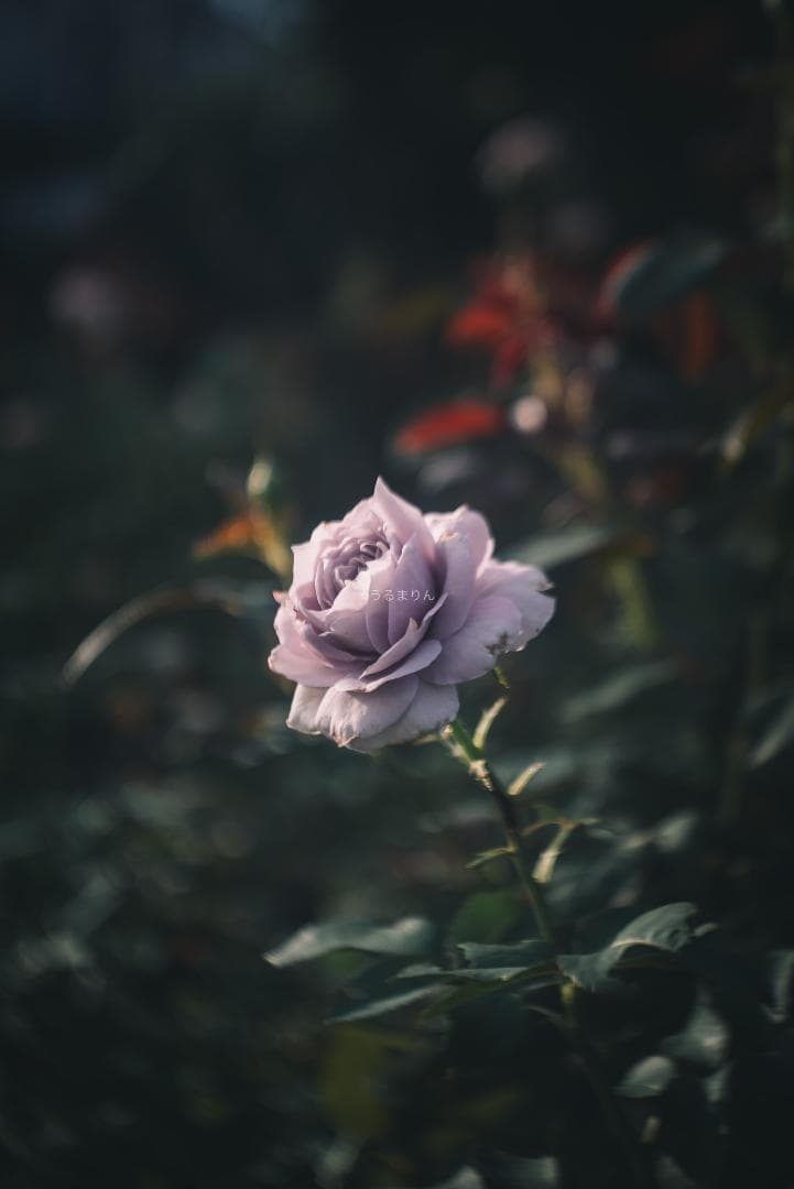 まー様赤エルマーダイヤ入り！Leica Elmar 50mm F3.5