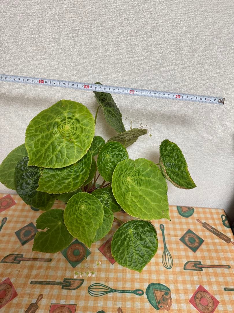✨希少種✨ベゴニアフートエンシスBegonia phuthoensis大株・美株