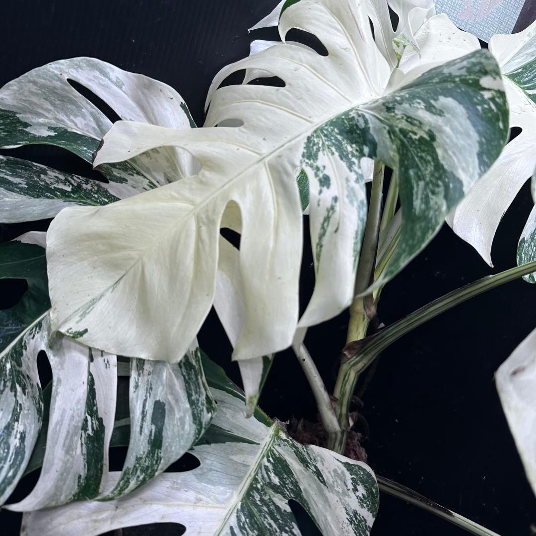メ*3様 斑入りモンステラ ホワイトタイガー極美大株72cm白斑多