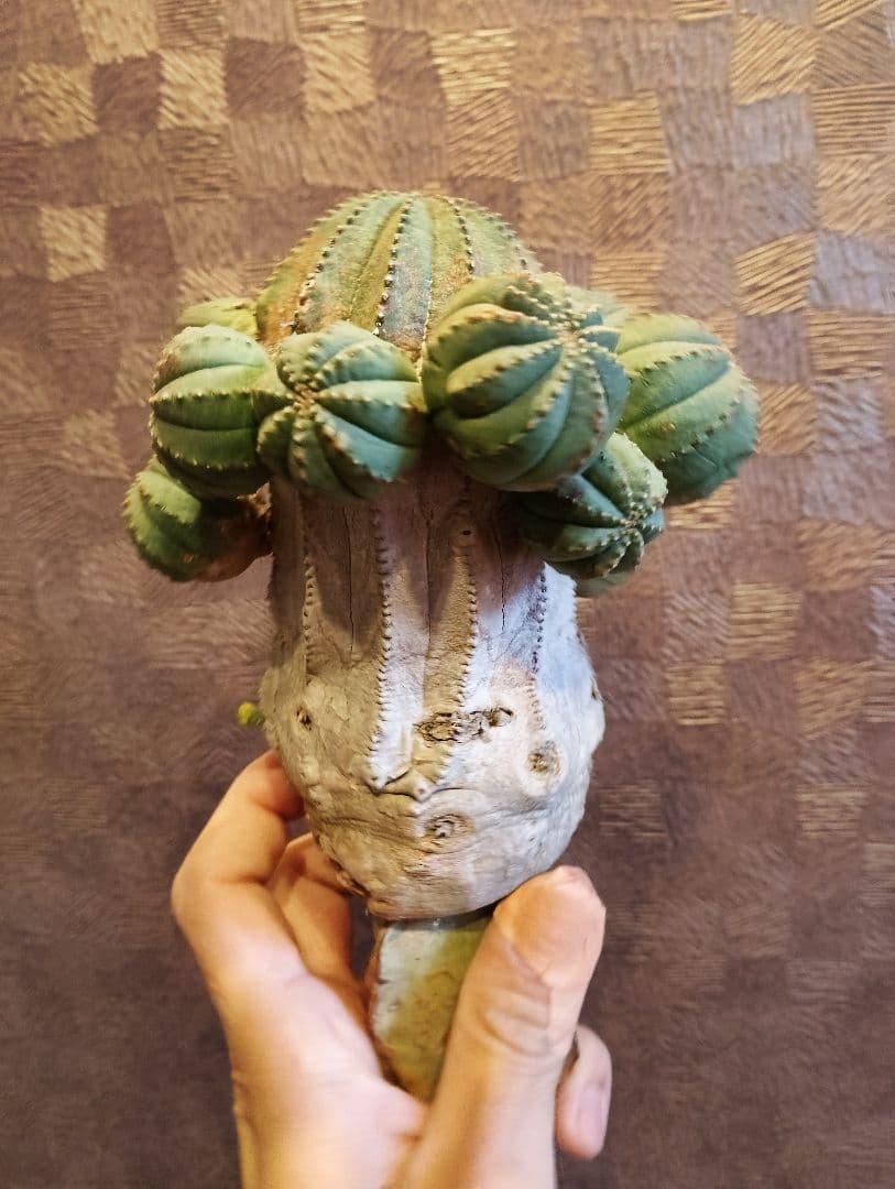 特選 特大 木質化 ユーフォルビア オールド オベサ 斑入り 子株付き