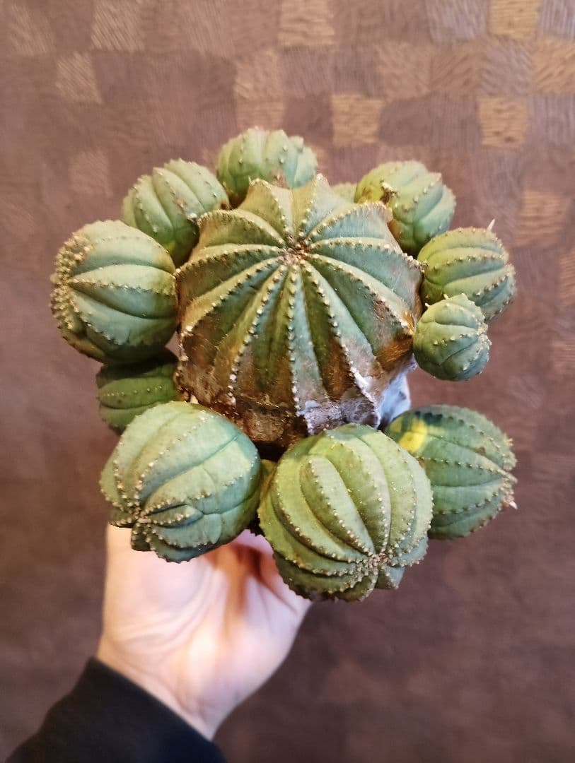 特選 特大 木質化 ユーフォルビア オールド オベサ 斑入り 子株付き