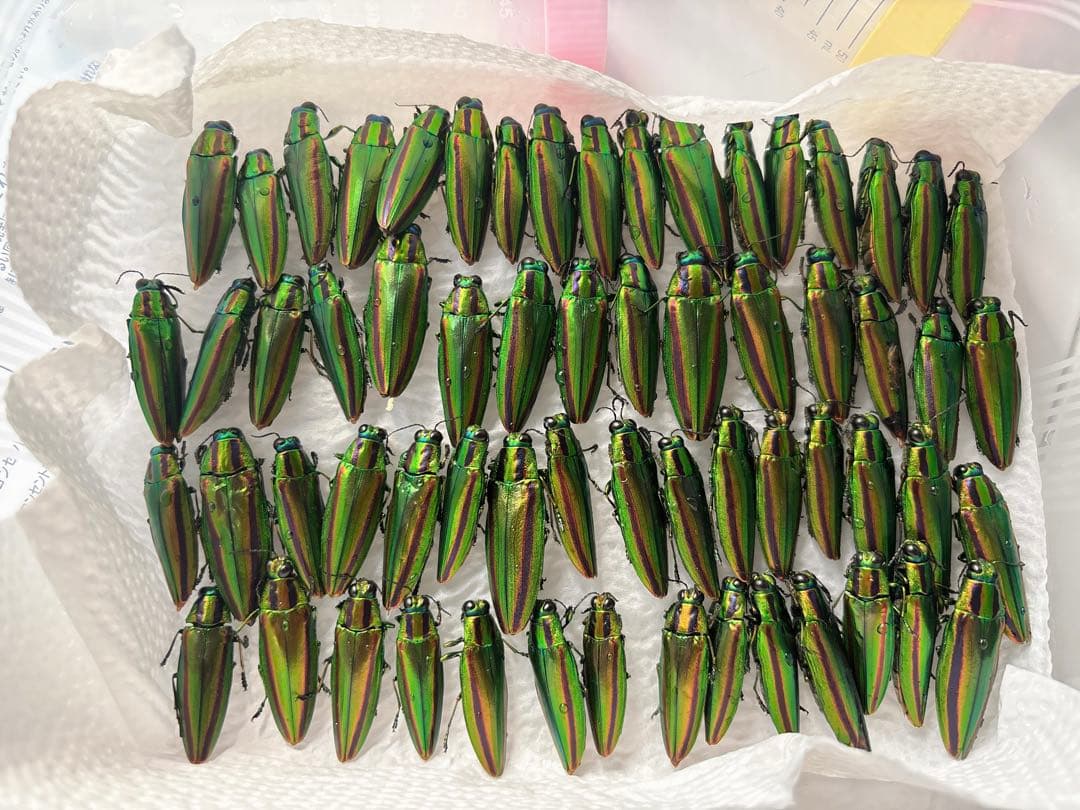 渡*辺様 緑色の昆虫標本 約50匹セット ヤマトタマムシ標本 装飾