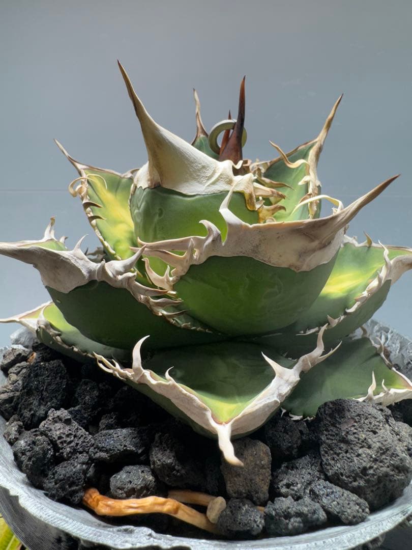 ア*ン様 アガベ・チタノタ・【特選】オテロイ　実生選抜株