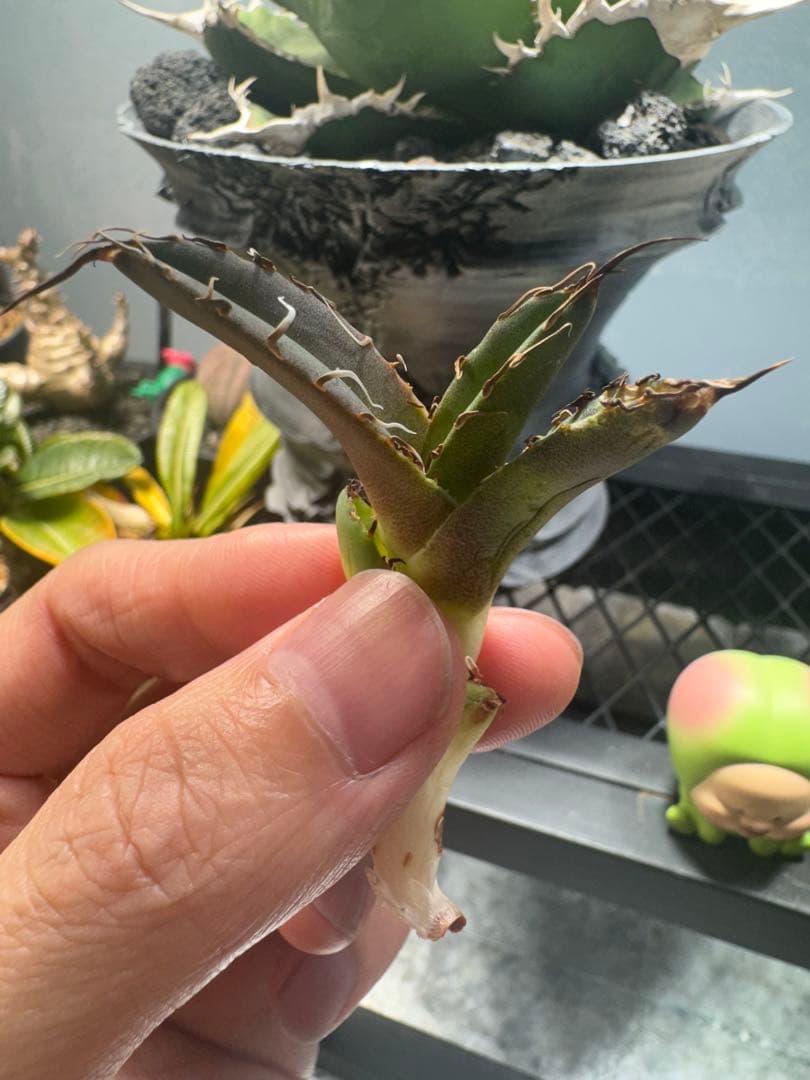 ア*ン様 アガベ・チタノタ・【特選】オテロイ　実生選抜株