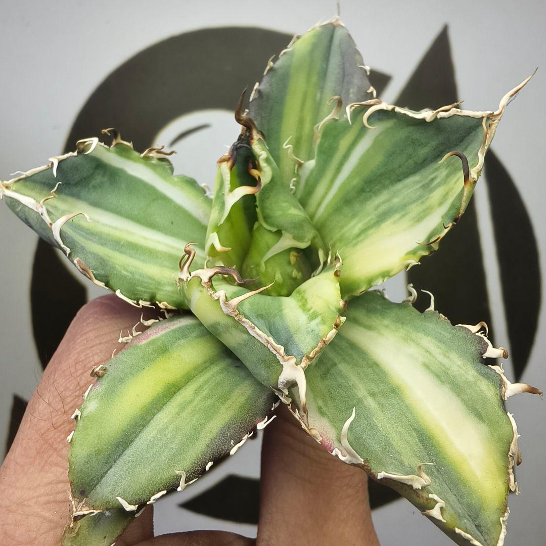 929【上澳園芸】 アガベ チタノタ 白鯨錦（永久斑） 縞斑錦