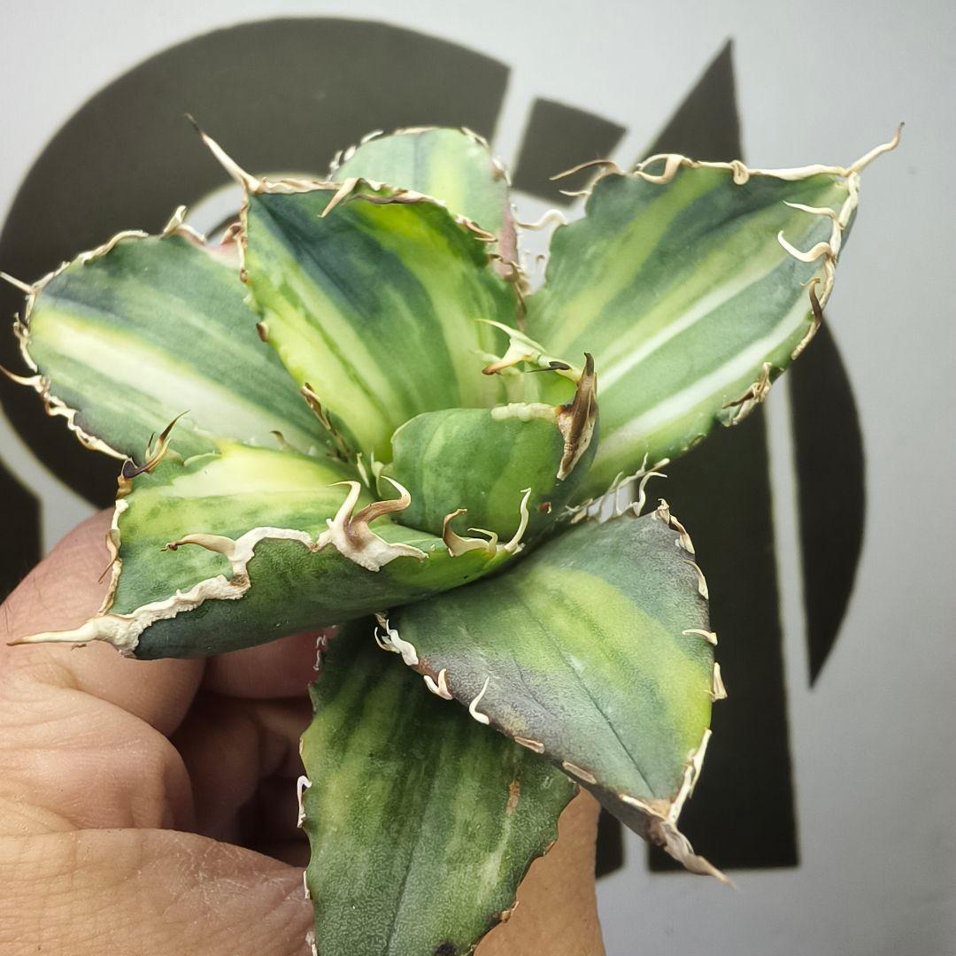 929【上澳園芸】 アガベ チタノタ 白鯨錦（永久斑） 縞斑錦