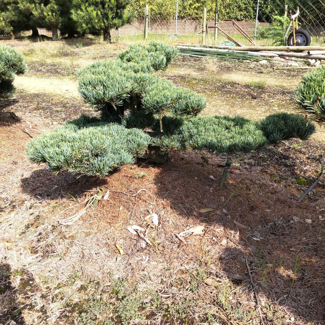 八房 五葉松 鉢植えサイズ ◆ 引き取り限定価格❗️