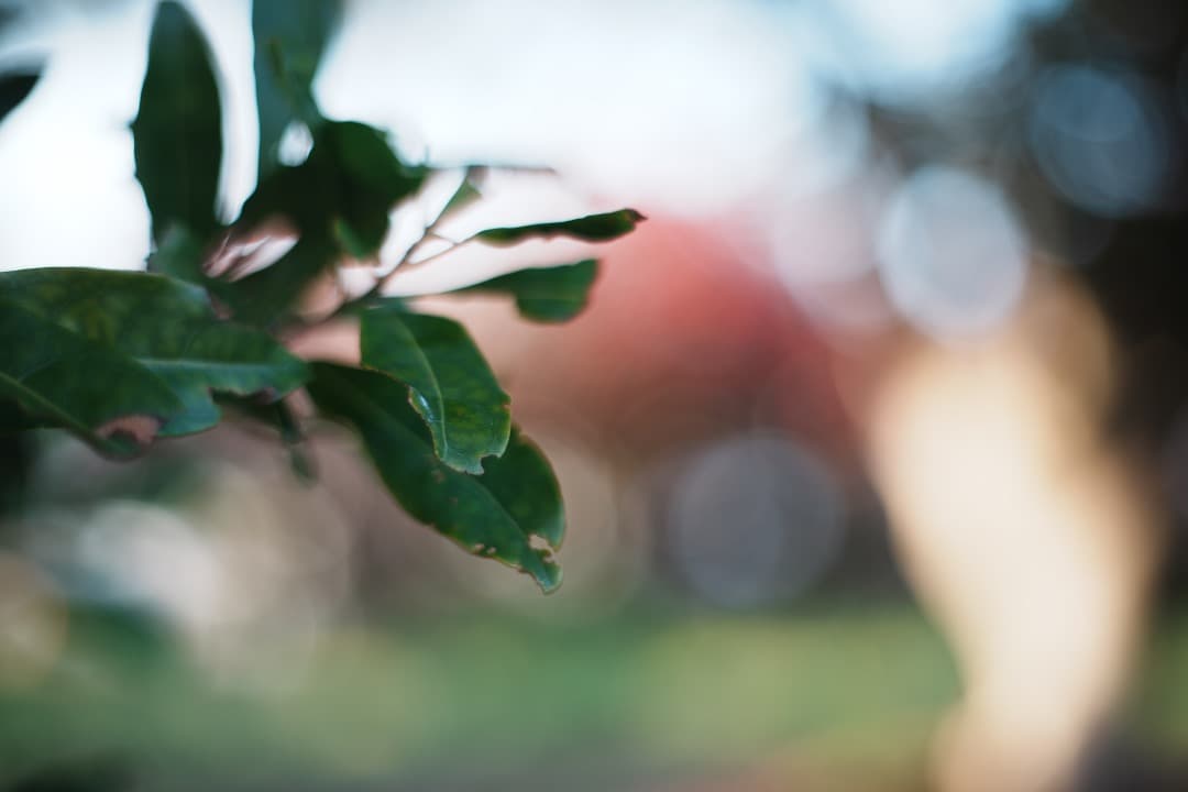 Yujiさん専用 動作◎ Super Takumar 55mm F1.8 16