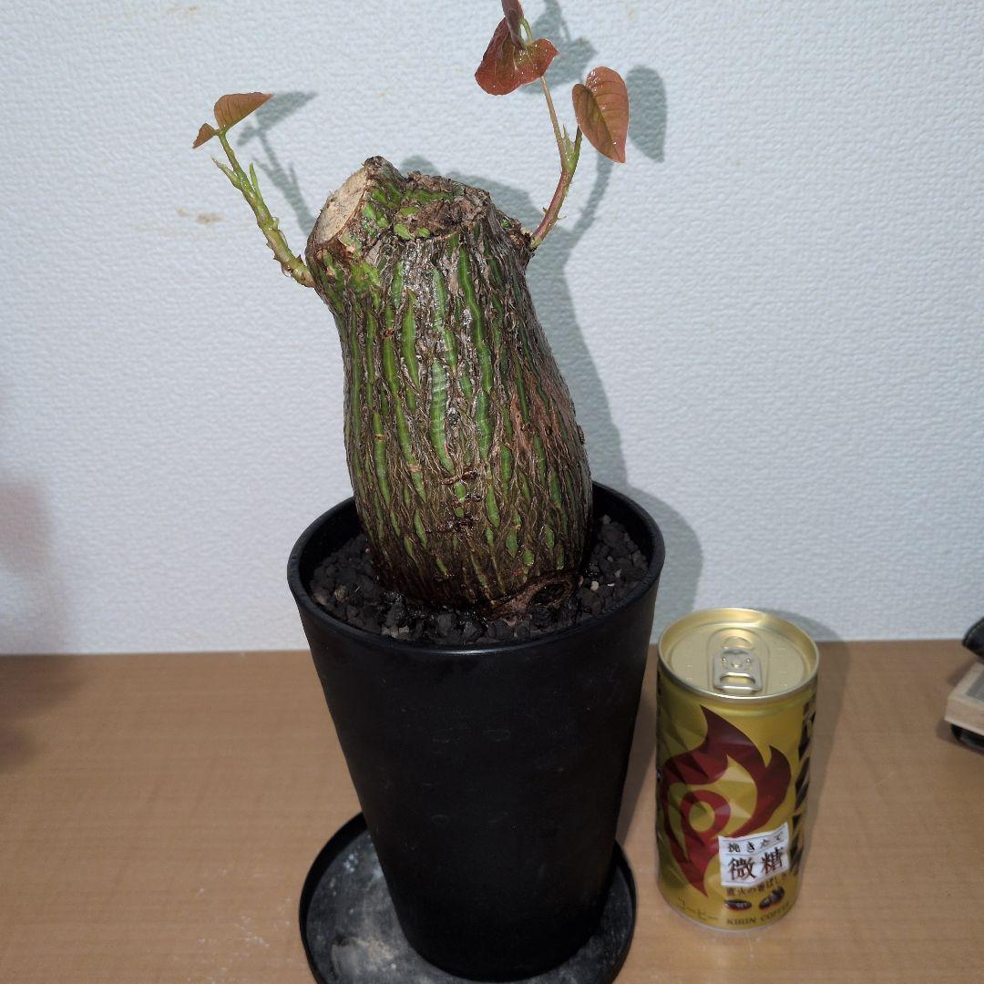 ボンバックス　エリプティクム　美株 （鉢付き）