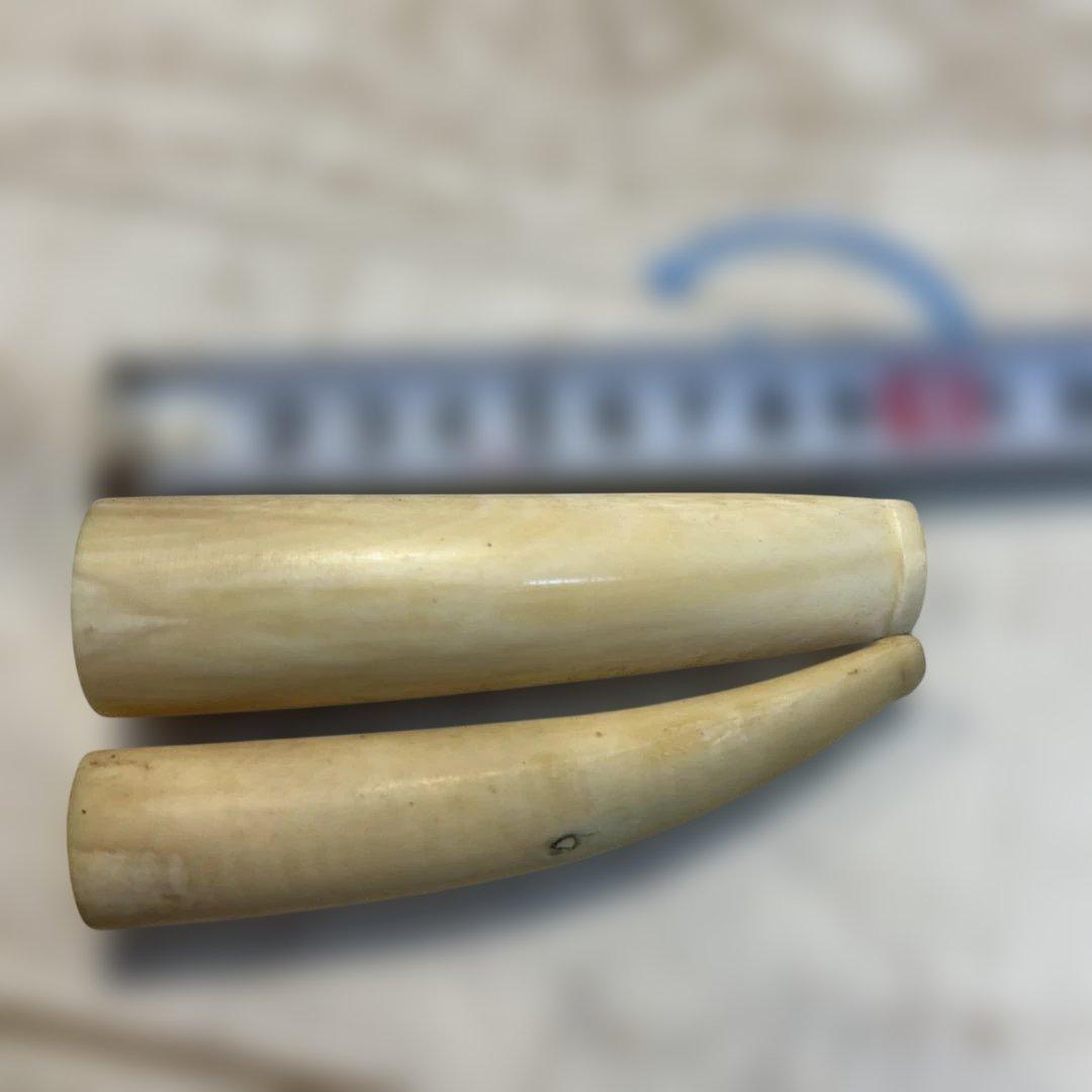 鯨歯　パイプ