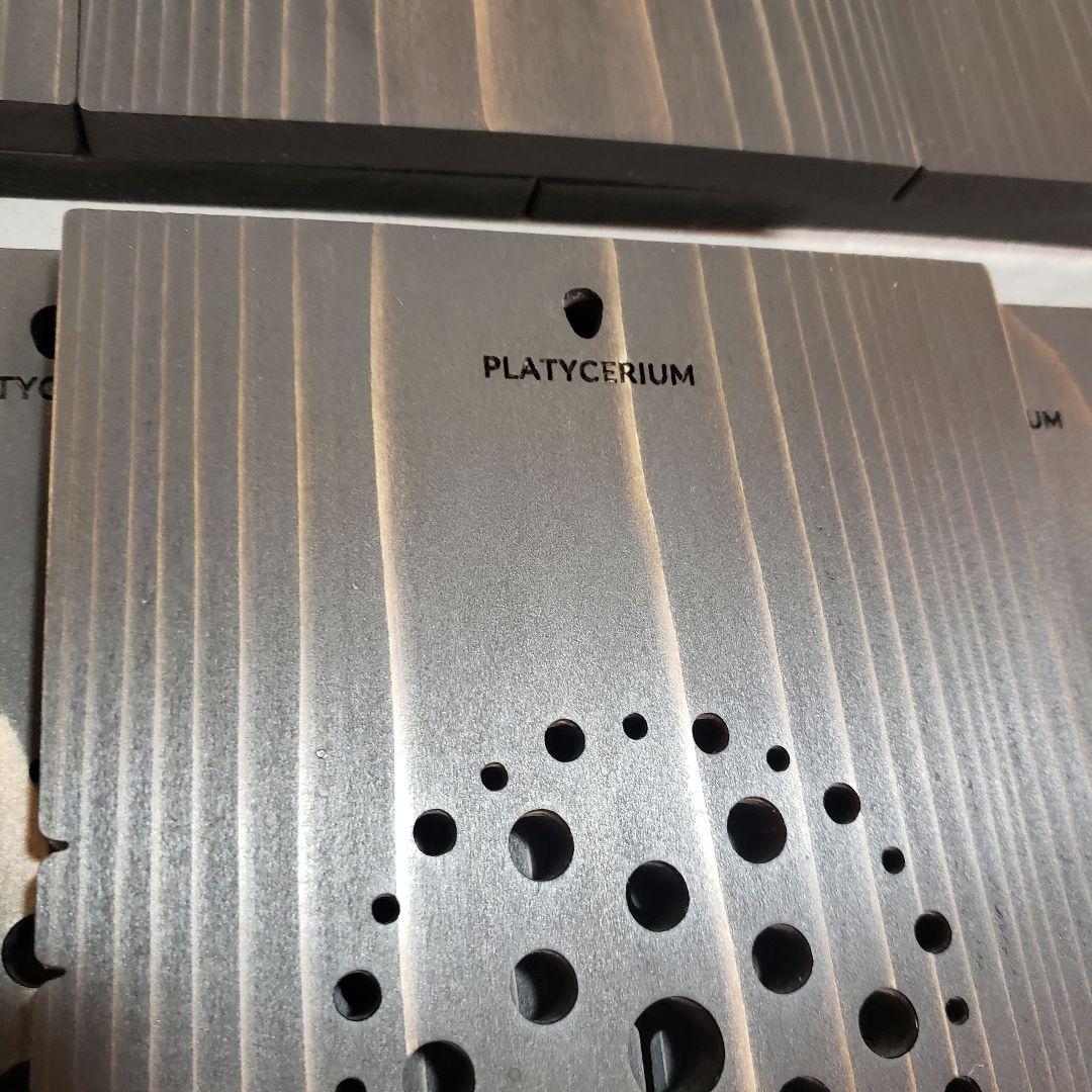 【Teru】着生板 長方形