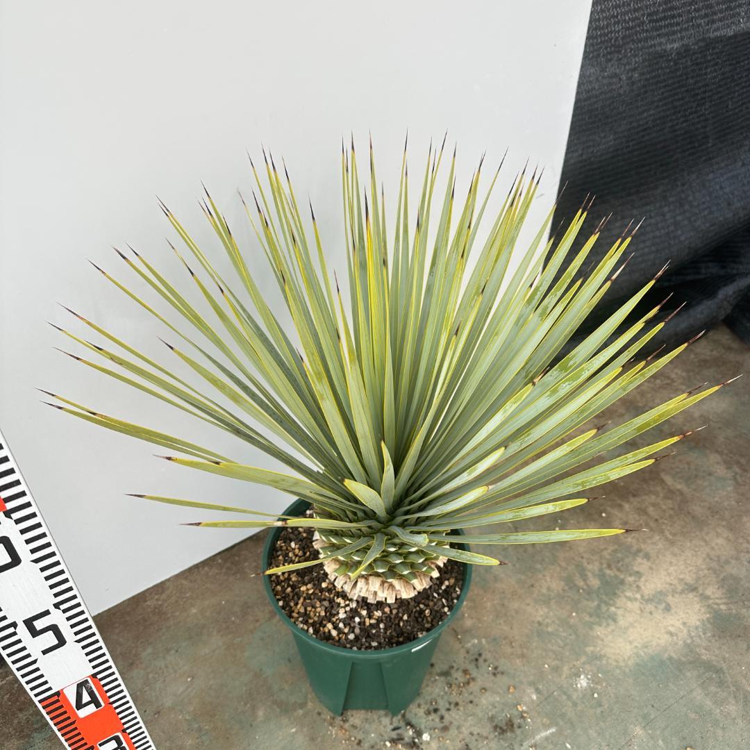 ユッカ　ロストラータ【24-643】超美形　シルバーブルー