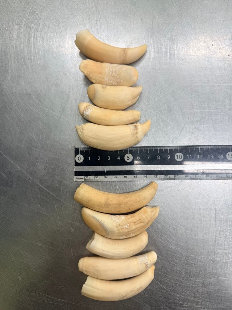 マッコウクジラの歯10個セット