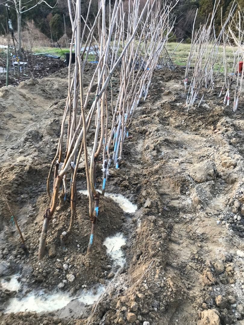 vskfcピーカンナッツ3種3株セット