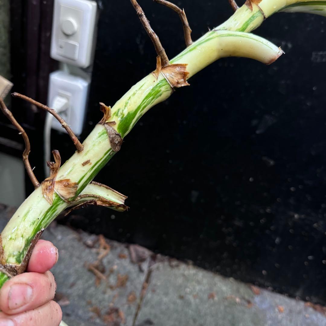 さ**様 斑入りモンステラホワイトタイガー大茎3株おまとめ
