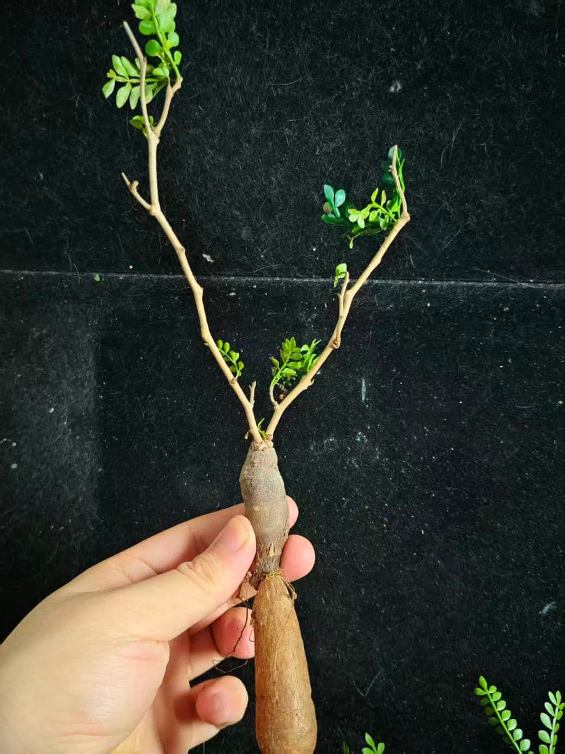 こ*い様 オペルクリカリア パキプス／Operculicarya pachypu