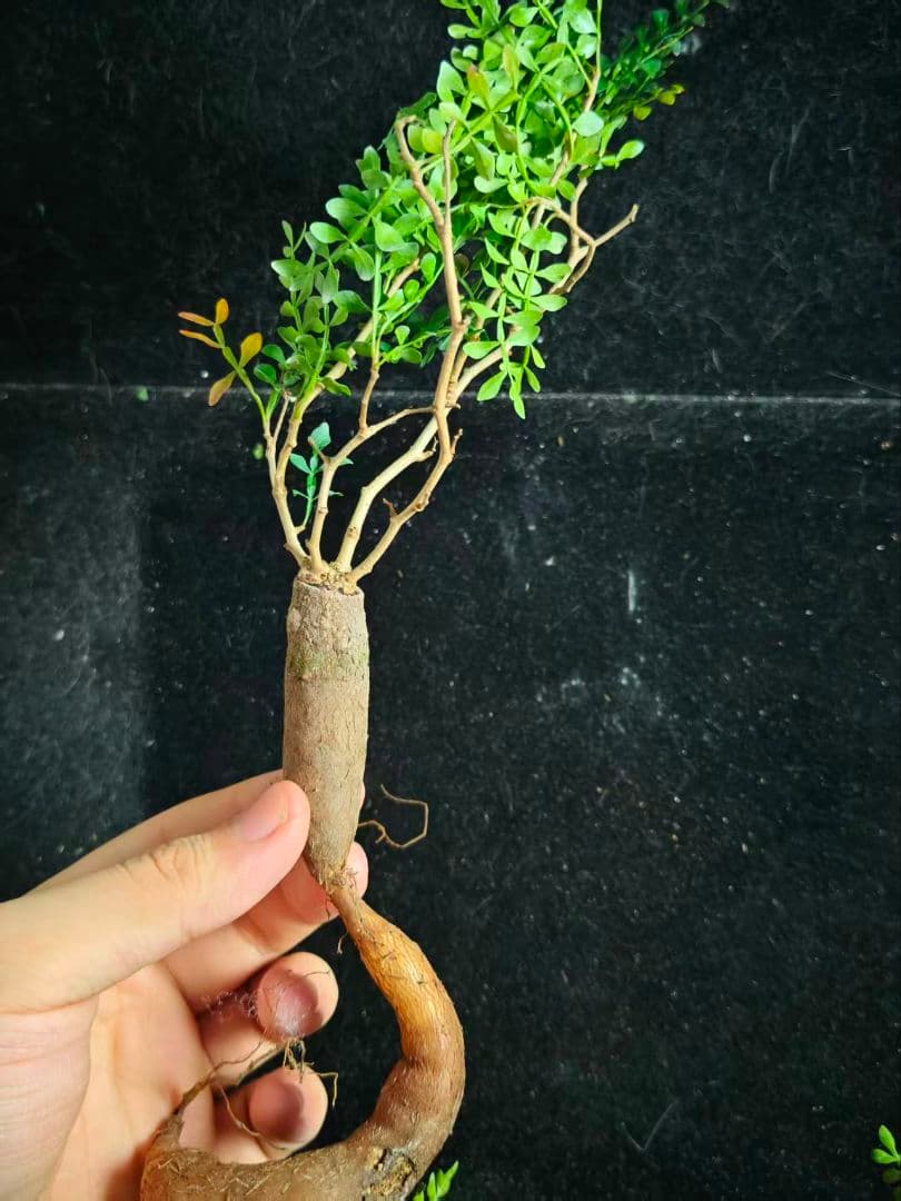 こ*い様 オペルクリカリア パキプス／Operculicarya pachypu