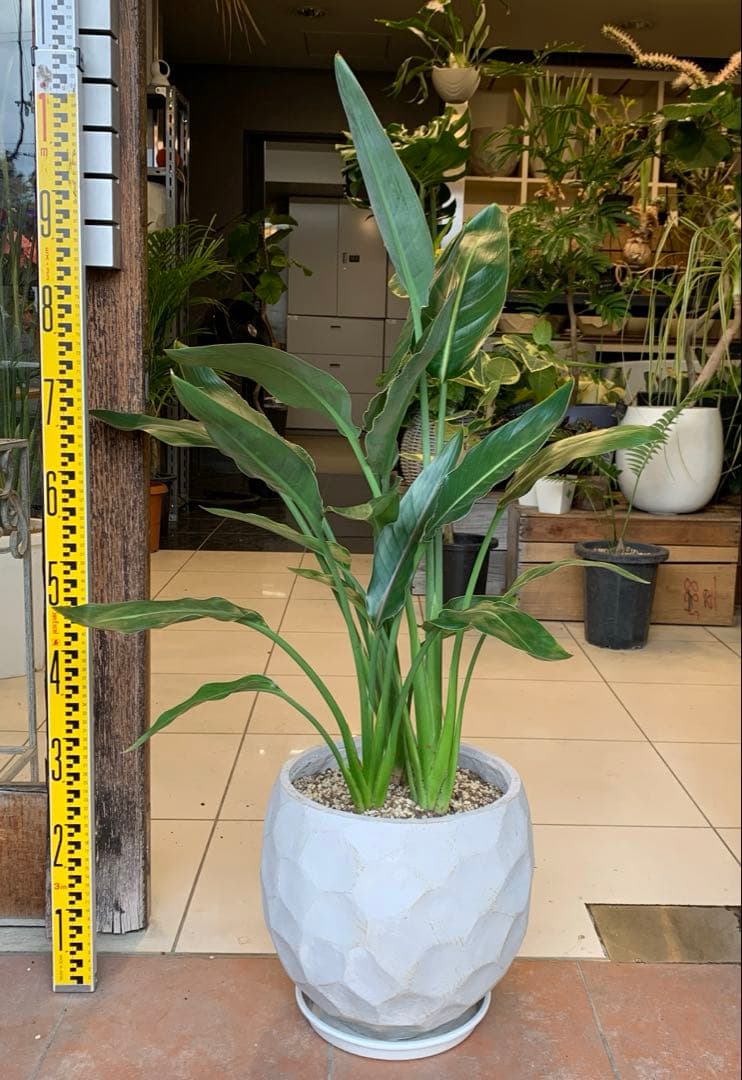 専用　鉢変更（12枚目）ストレリチア レギネ ファイバー鉢 お皿付き