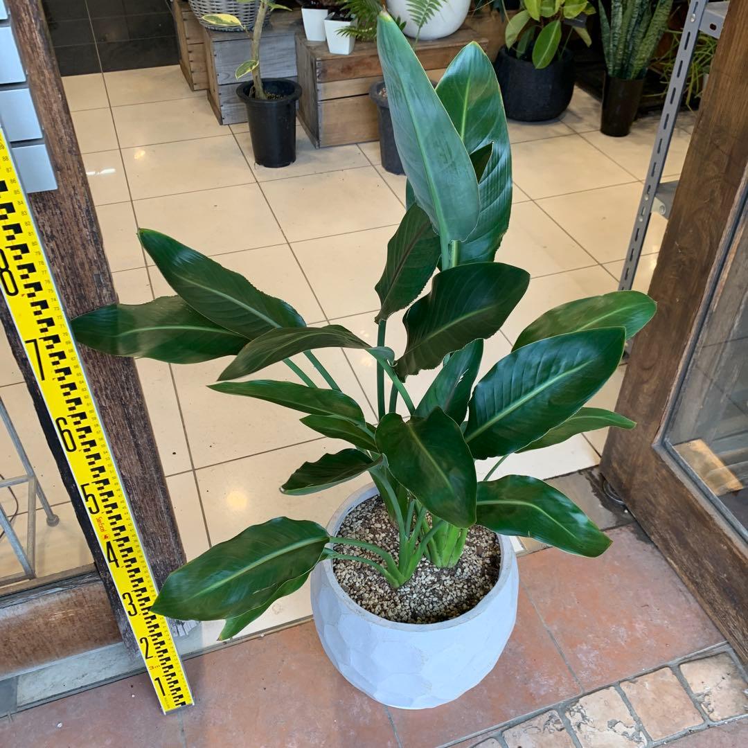 専用　鉢変更（12枚目）ストレリチア レギネ ファイバー鉢 お皿付き