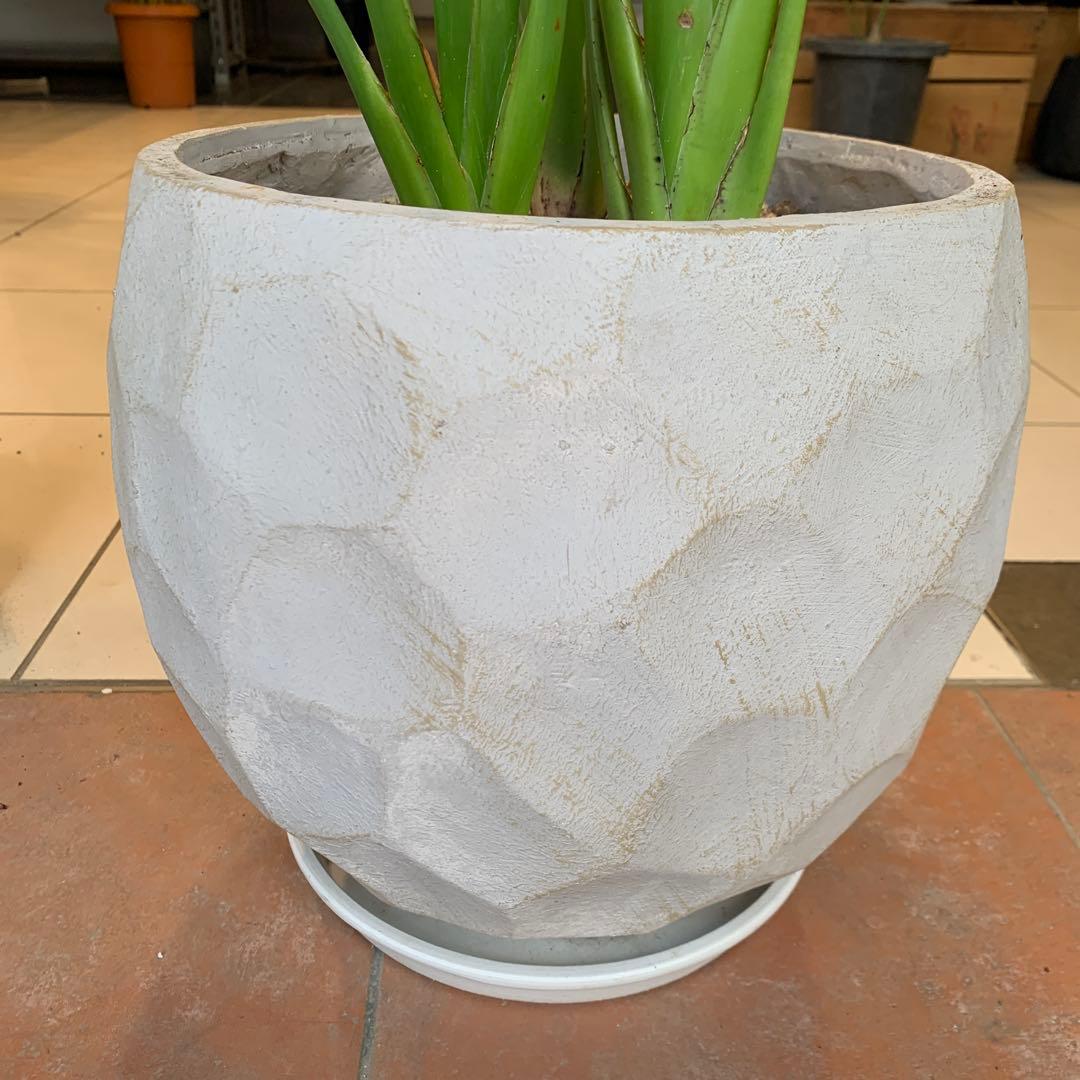 専用　鉢変更（12枚目）ストレリチア レギネ ファイバー鉢 お皿付き