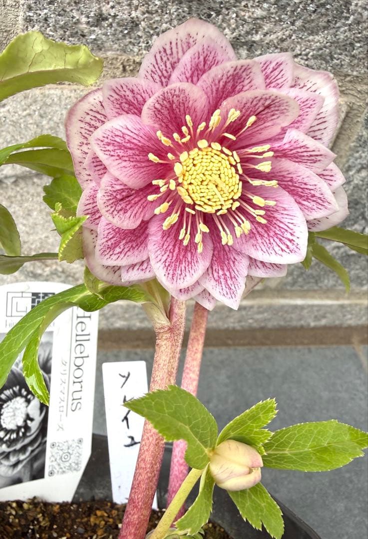 ラ*ち様 クリスマスローズ　広瀬園芸【ソレイユ】開花株