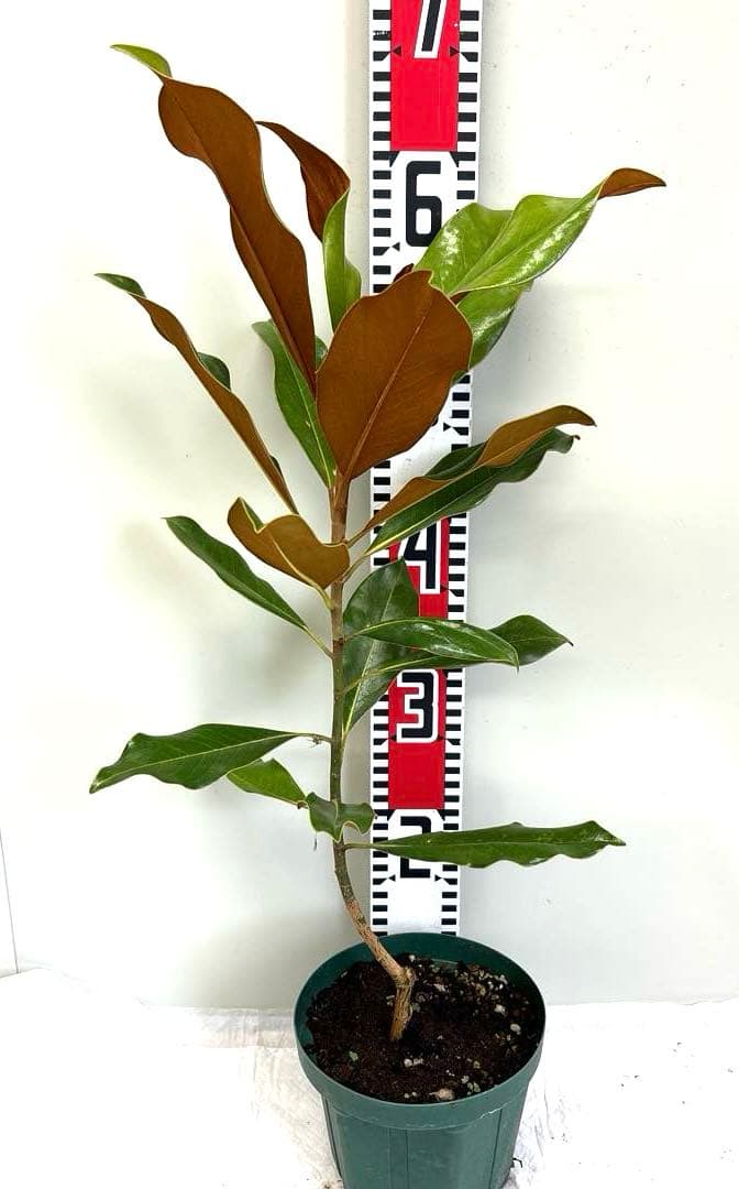 37.ケイパレス マグノリア 泰山木 タイサンボク 苗 苗木 小型品種