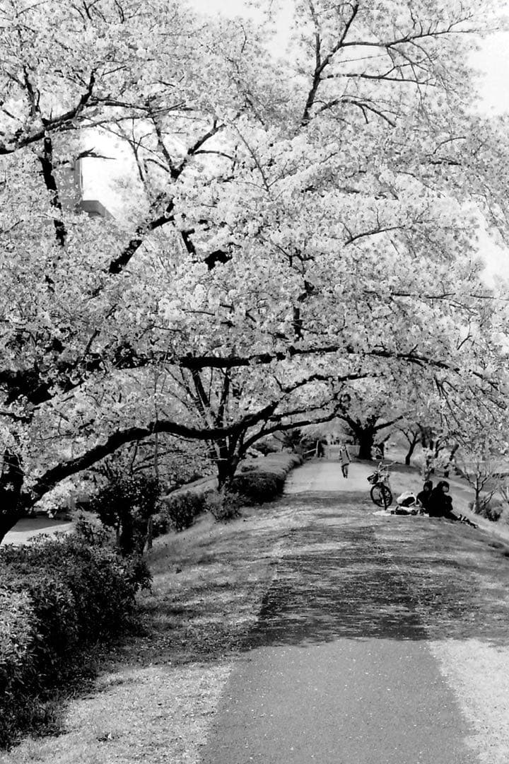 Nikon FE2 フィルム一眼レフカメラ ブラック